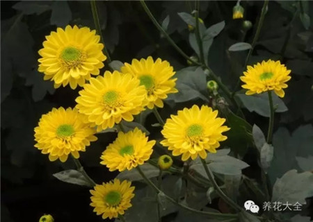 菊花养护方法 菊花养护方法
