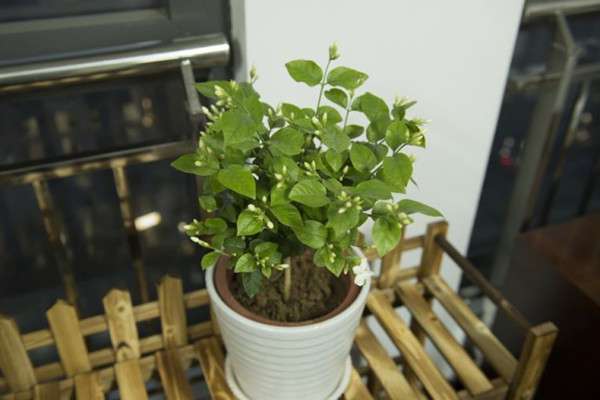 盆栽茉莉花春季出室及修剪 盆栽茉莉花春季出室及修剪