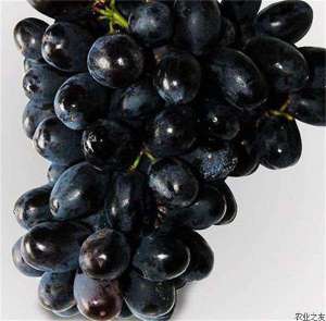 夏黑提子出现烂果穗