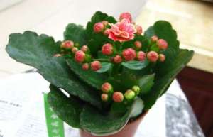 长寿花适合室内养吗？长寿花室内养殖的好处