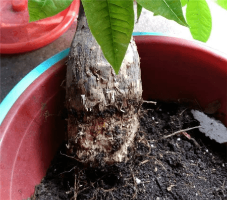 发财树烂根 发财树烂根