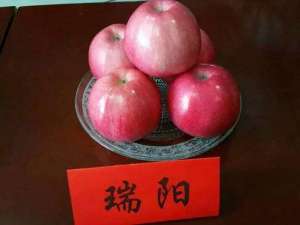 苹果新品种在西北农科大研发成功