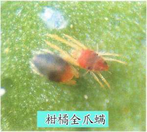 “以螨治螨”生物防治技术在柑橘上应用操作要点
