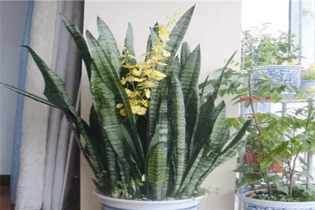 漂亮的虎皮兰 漂亮的虎皮兰