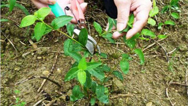 金银花冬季如何修剪 金银花冬季如何修剪