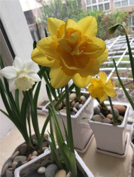 洋水仙开花后对花朵的处理 洋水仙开花后对花朵的处理