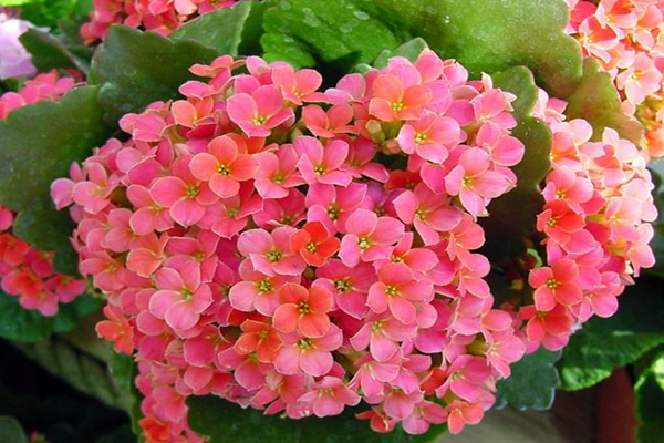 长寿花的花语及含义 长寿花的花语及含义
