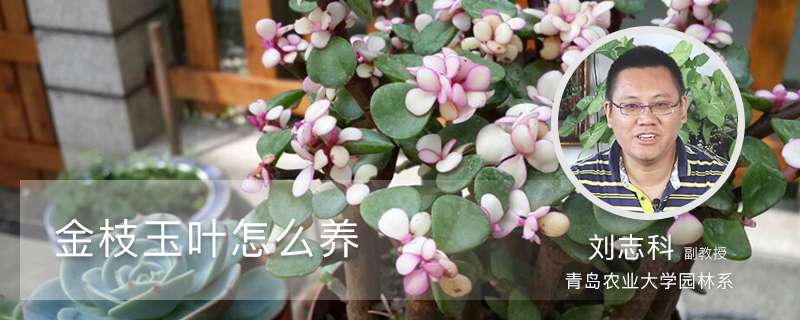 金枝玉叶怎么养 金枝玉叶怎么养