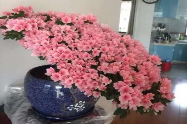 100年的杜鹃开花千朵,15年的三角梅8层楼高,咋养的? 100年的杜鹃开花千朵,15年的三角梅8层楼高,咋养的?