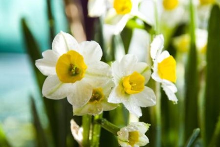 水仙花 水仙花