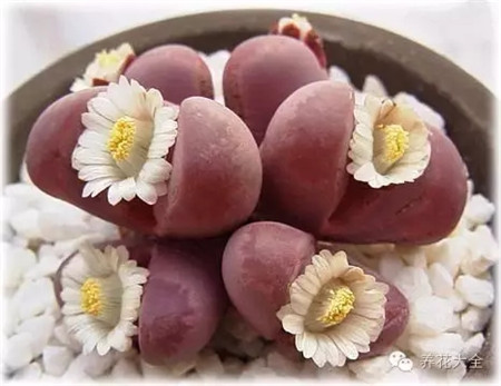 冬型种 冬型种