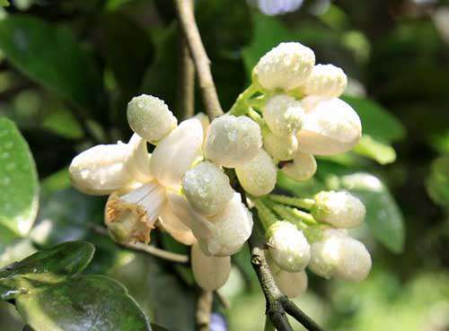 怎样对柚子促花结果