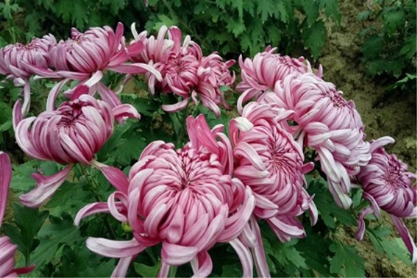 野生菊花可以泡水喝吗 野生菊花可以泡水喝吗