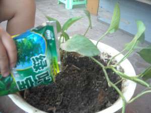 花卉合理施肥有何原则