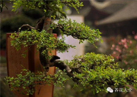 盆景追肥 盆景追肥