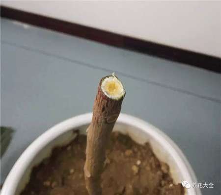 流出白色汁液 流出白色汁液
