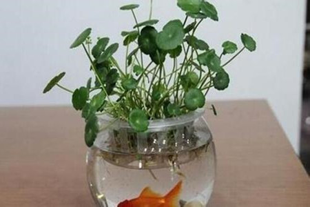 镜面草 镜面草