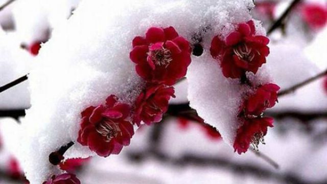欲使梅花四季开放的秘诀 欲使梅花四季开放的秘诀