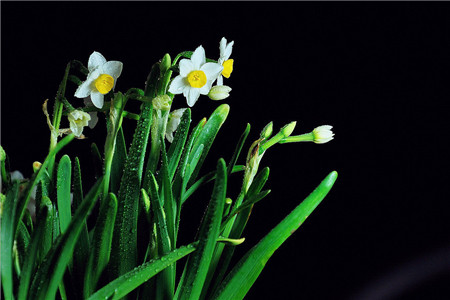 水仙花 水仙花