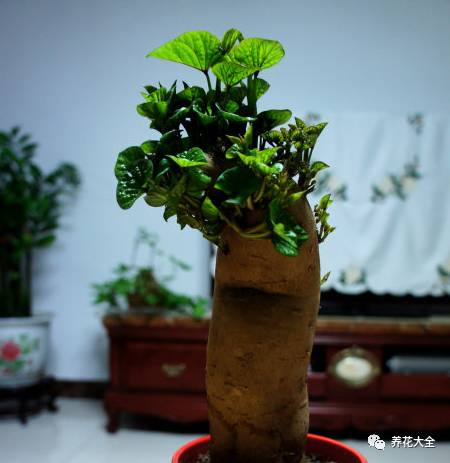 地瓜盆景欣赏 地瓜盆景欣赏