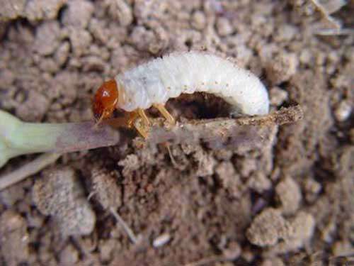 胡萝卜地下害虫生物防治技巧