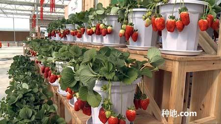 草莓如何进行盆栽?