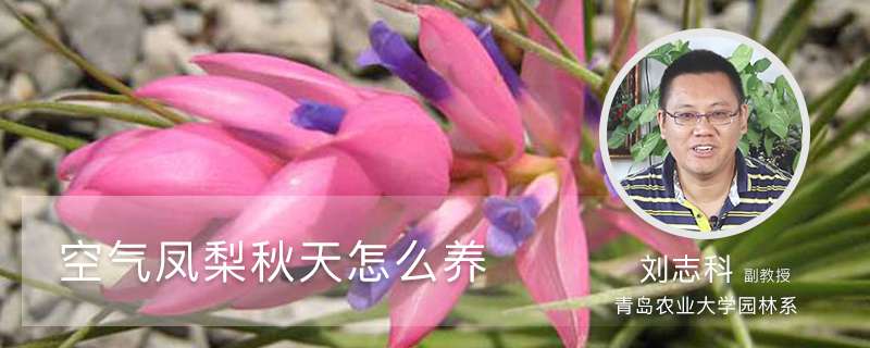 空气凤梨秋天怎么养 空气凤梨秋天怎么养