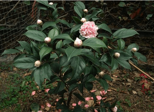 茶花上盆 茶花上盆