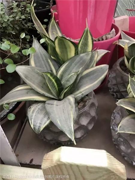 给它的盆太小太深 给它的盆太小太深