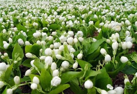茉莉的养护方法 茉莉的养护方法