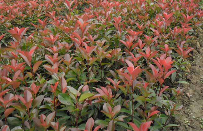红叶石楠价格及种植方法