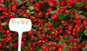 四季海棠的夏季管理与养护技术