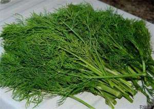 球茎茴香移栽后怎样管理