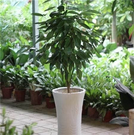 平安树的播种繁殖方法 平安树的播种繁殖方法