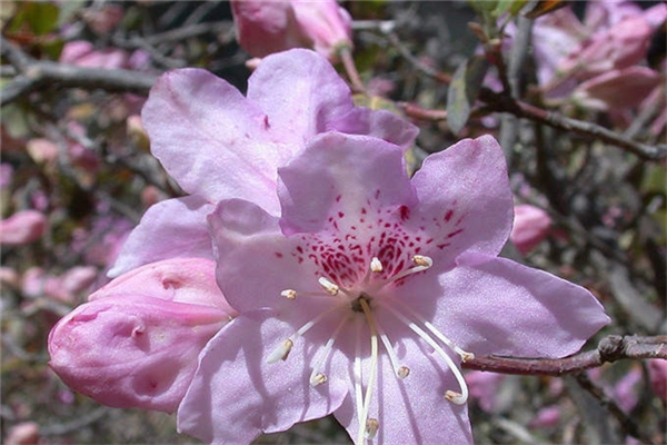 山育杜鹃的花期养护 山育杜鹃的花期养护