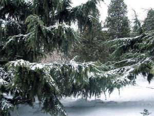 雪松炭疽病的防治