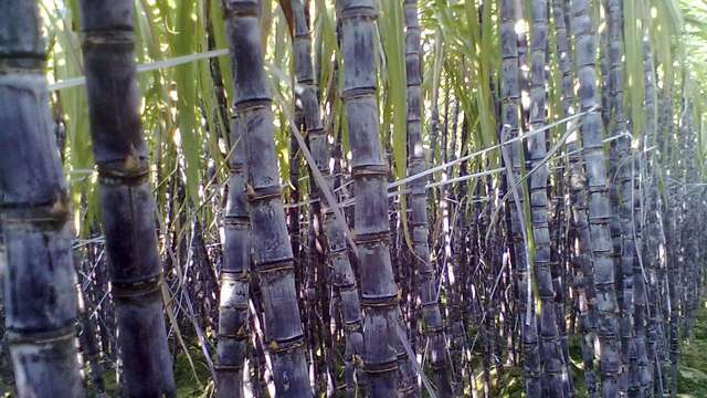 甘蔗怎么种植 甘蔗怎么种植