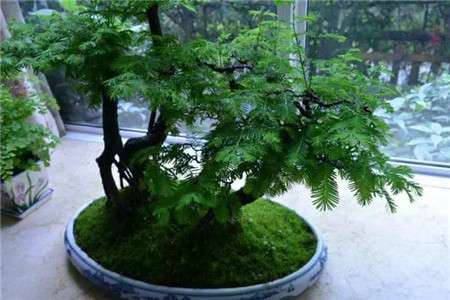 水杉树盆景 水杉树盆景