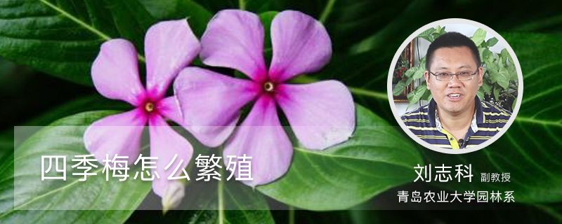四季梅怎么繁殖 四季梅怎么繁殖