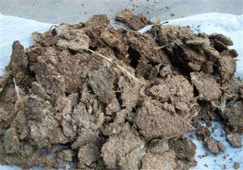 种植黄瓜怎么夺高产？黄瓜种植增产五法