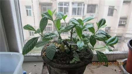 栀子花修剪后 栀子花修剪后