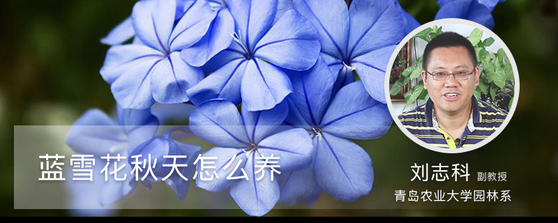 蓝雪花秋天怎么养 蓝雪花秋天怎么养