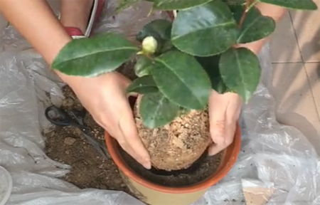 1530349178119555.png 山茶花的种植方法,图解如何给孕蕾期间的山茶花换盆