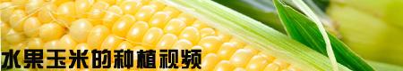 如何种甜玉米能高产?