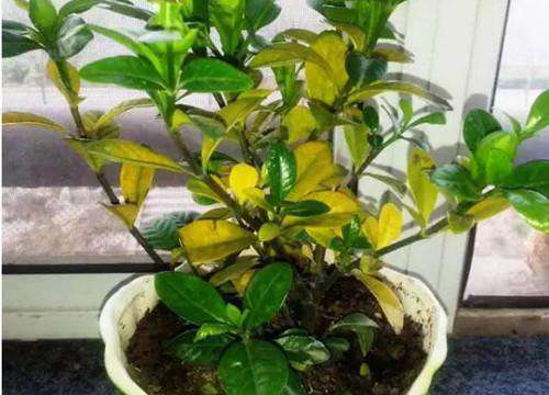 醋对花卉的5种神奇作用
