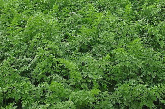 胡萝卜高产栽培技术