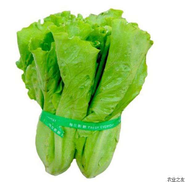 生菜冬季的栽培技术