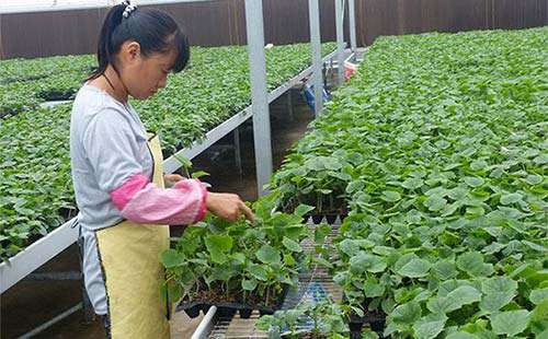 黄瓜嫁接育苗技术，你真的全都了解吗？