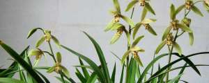 兰花催花技巧