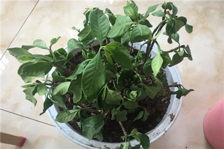 栀子花 栀子花